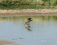 Barge rousse_7231.jpg